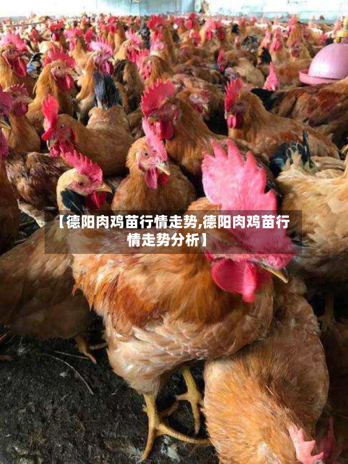 【德阳肉鸡苗行情走势,德阳肉鸡苗行情走势分析】