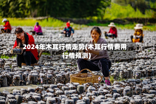 2024年木耳行情走势(木耳行情费用行情预测)-第2张图片