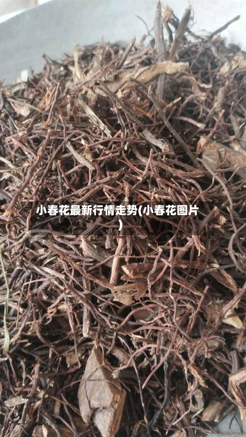 小春花最新行情走势(小春花图片)