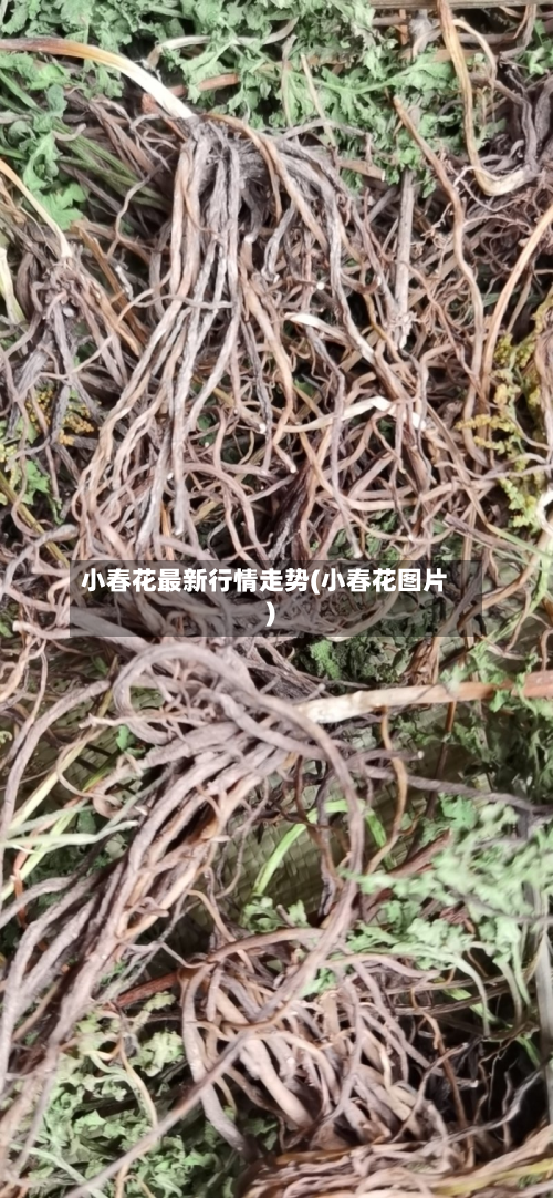 小春花最新行情走势(小春花图片)-第2张图片