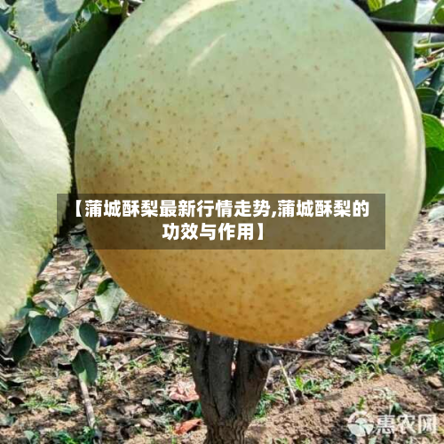 【蒲城酥梨最新行情走势,蒲城酥梨的功效与作用】