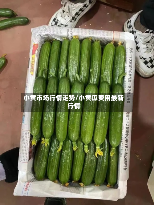 小黄市场行情走势/小黄瓜费用最新行情