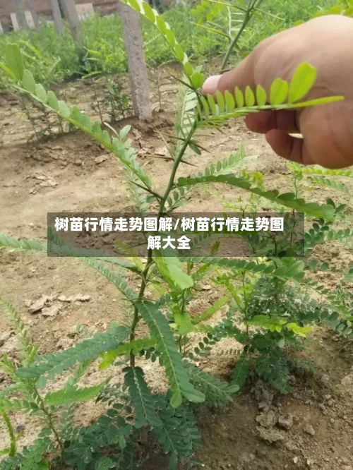 树苗行情走势图解/树苗行情走势图解大全