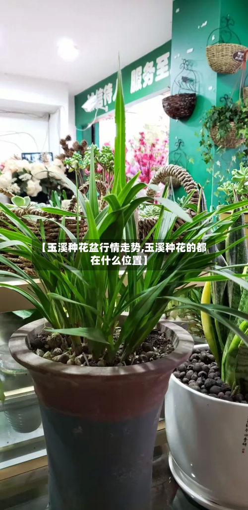 【玉溪种花盆行情走势,玉溪种花的都在什么位置】-第2张图片