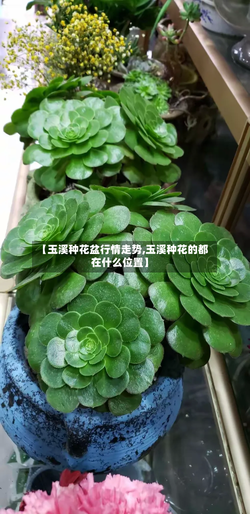 【玉溪种花盆行情走势,玉溪种花的都在什么位置】
