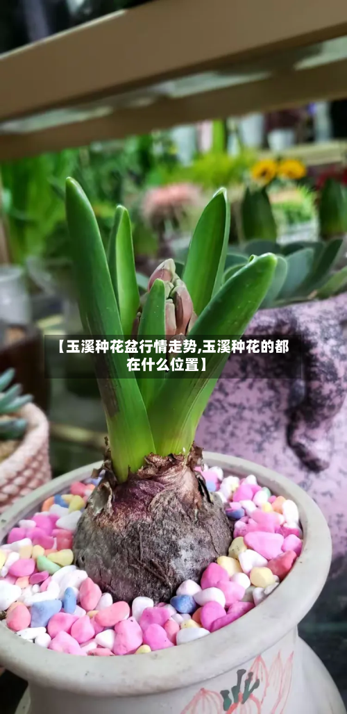 【玉溪种花盆行情走势,玉溪种花的都在什么位置】-第3张图片