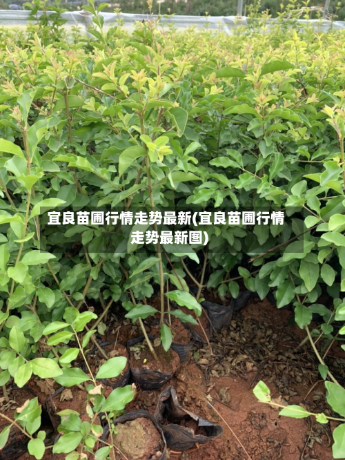 宜良苗圃行情走势最新(宜良苗圃行情走势最新图)
