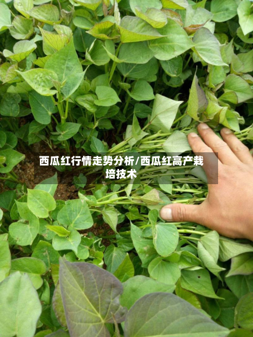 西瓜红行情走势分析/西瓜红高产栽培技术-第2张图片