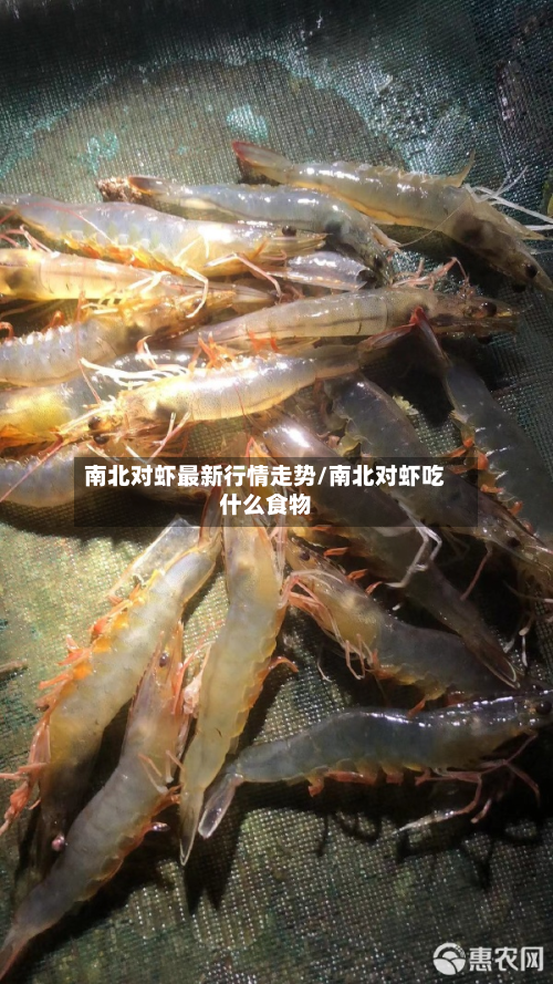 南北对虾最新行情走势/南北对虾吃什么食物