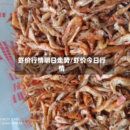 虾价行情明日走势/虾价今日行情
