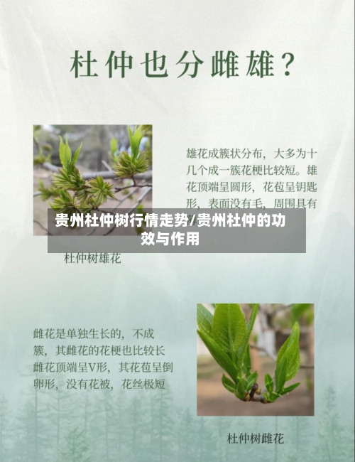 贵州杜仲树行情走势/贵州杜仲的功效与作用