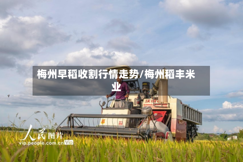 梅州早稻收割行情走势/梅州稻丰米业