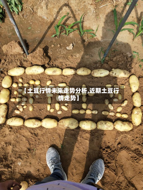 【土豆行情未来走势分析,近期土豆行情走势】-第2张图片