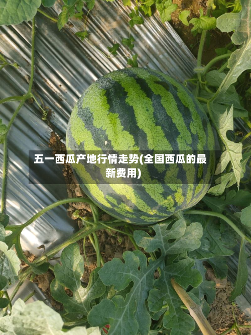 五一西瓜产地行情走势(全国西瓜的最新费用)-第2张图片