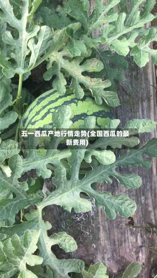 五一西瓜产地行情走势(全国西瓜的最新费用)