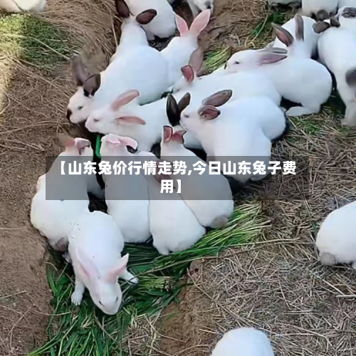 【山东兔价行情走势,今日山东兔子费用】-第2张图片