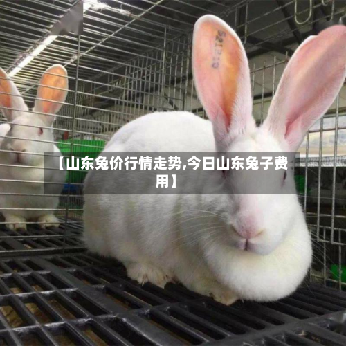 【山东兔价行情走势,今日山东兔子费用】-第3张图片