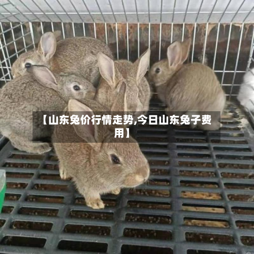 【山东兔价行情走势,今日山东兔子费用】