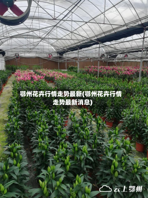 鄂州花卉行情走势最新(鄂州花卉行情走势最新消息)-第2张图片