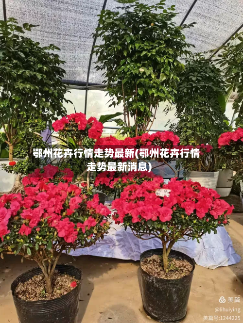 鄂州花卉行情走势最新(鄂州花卉行情走势最新消息)