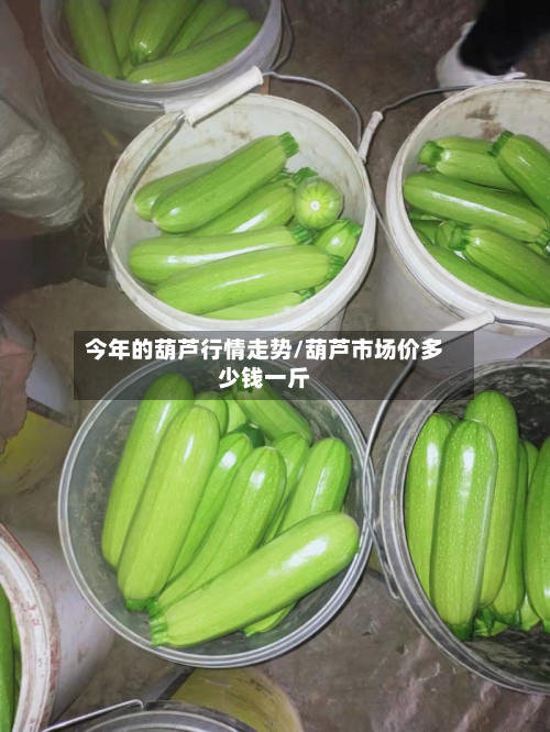 今年的葫芦行情走势/葫芦市场价多少钱一斤-第2张图片