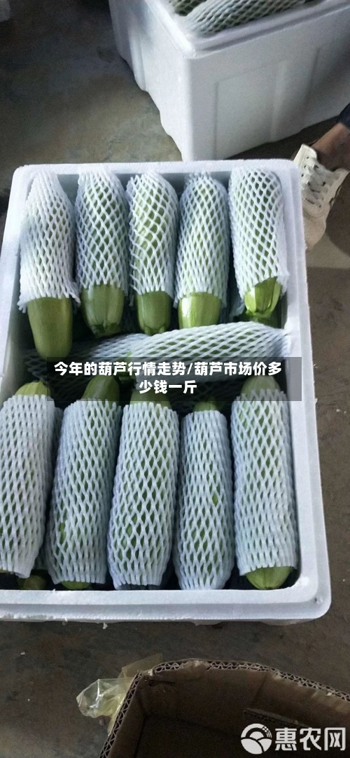 今年的葫芦行情走势/葫芦市场价多少钱一斤-第3张图片