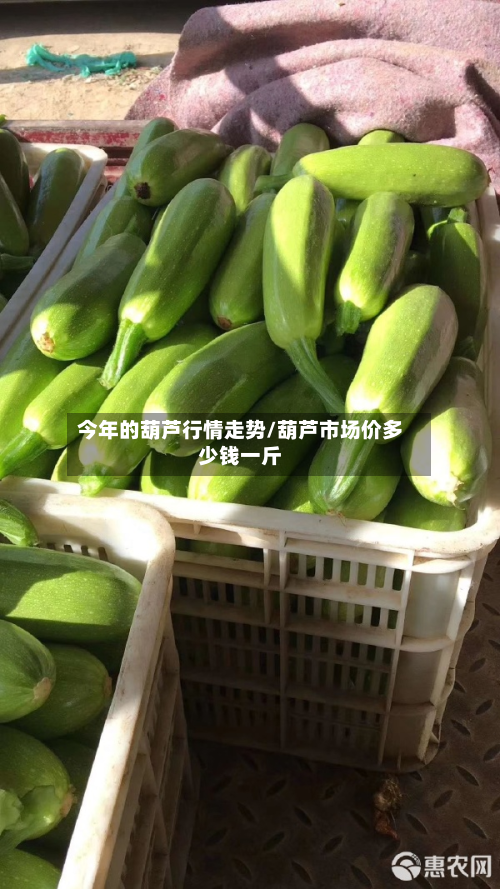 今年的葫芦行情走势/葫芦市场价多少钱一斤
