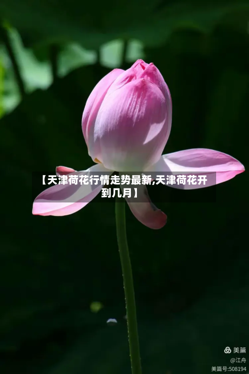 【天津荷花行情走势最新,天津荷花开到几月】