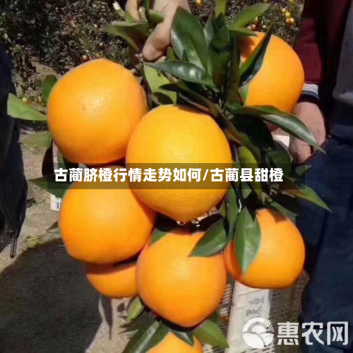 古蔺脐橙行情走势如何/古蔺县甜橙-第2张图片
