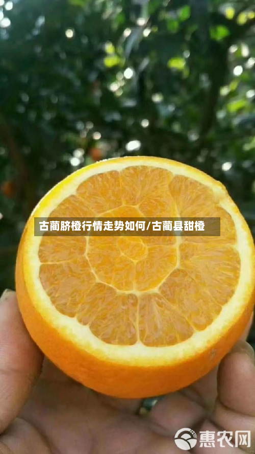 古蔺脐橙行情走势如何/古蔺县甜橙-第3张图片