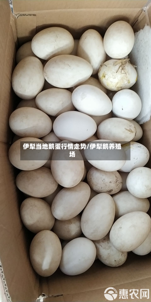 伊犁当地鹅蛋行情走势/伊犁鹅养殖场-第3张图片