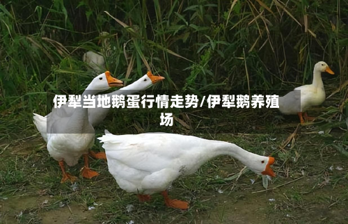 伊犁当地鹅蛋行情走势/伊犁鹅养殖场-第2张图片