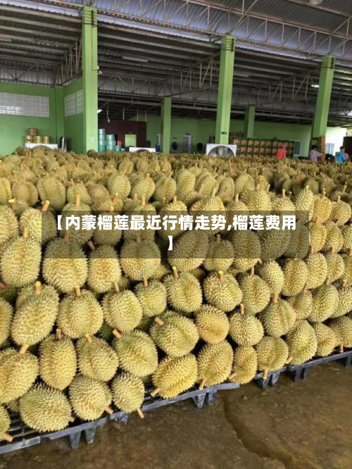 【内蒙榴莲最近行情走势,榴莲费用】