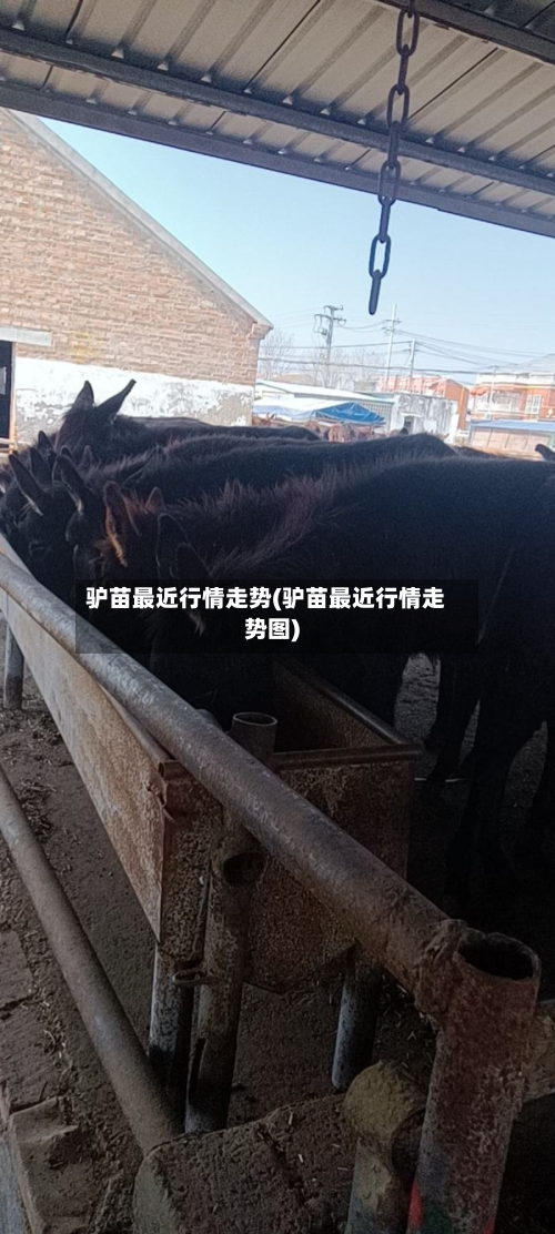 驴苗最近行情走势(驴苗最近行情走势图)