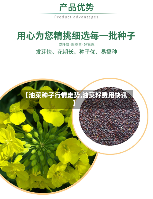 【油菜种子行情走势,油菜籽费用快讯】-第3张图片