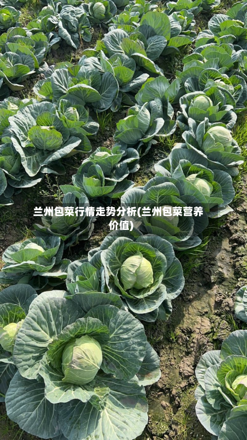 兰州包菜行情走势分析(兰州包菜营养价值)-第2张图片