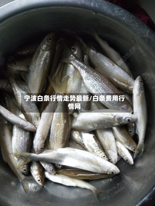 宁波白条行情走势最新/白条费用行情网