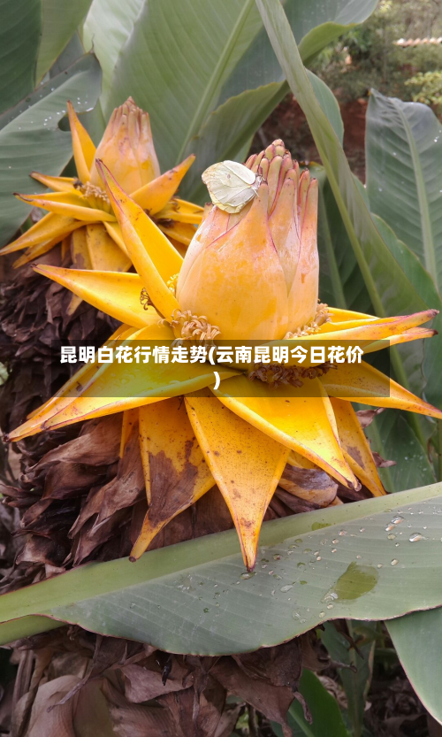 昆明白花行情走势(云南昆明今日花价)