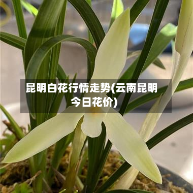 昆明白花行情走势(云南昆明今日花价)-第3张图片