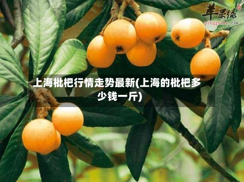 上海枇杷行情走势最新(上海的枇杷多少钱一斤)