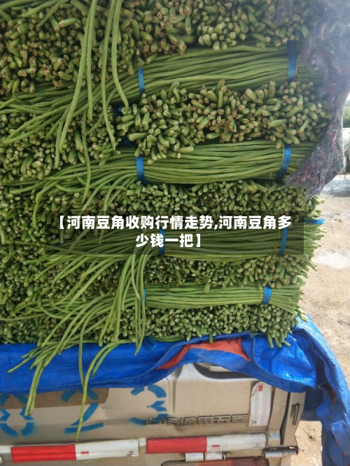 【河南豆角收购行情走势,河南豆角多少钱一把】