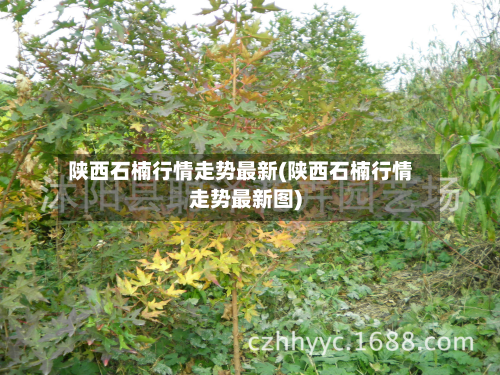 陕西石楠行情走势最新(陕西石楠行情走势最新图)