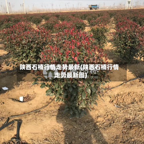 陕西石楠行情走势最新(陕西石楠行情走势最新图)-第2张图片