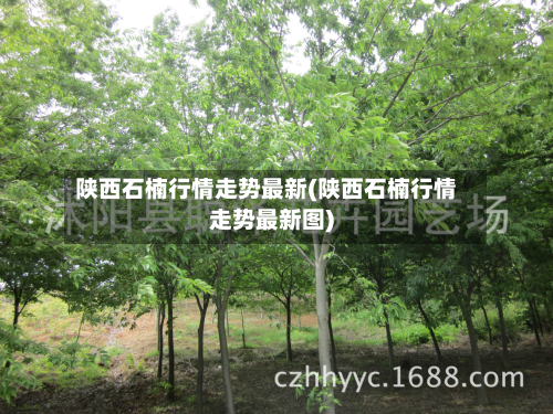 陕西石楠行情走势最新(陕西石楠行情走势最新图)-第3张图片