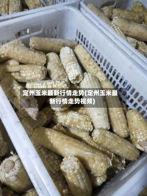 定州玉米最新行情走势(定州玉米最新行情走势视频)