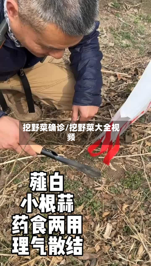 挖野菜确诊/挖野菜大全视频