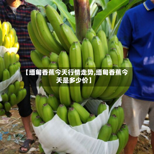 【缅甸香蕉今天行情走势,缅甸香蕉今天是多少价】