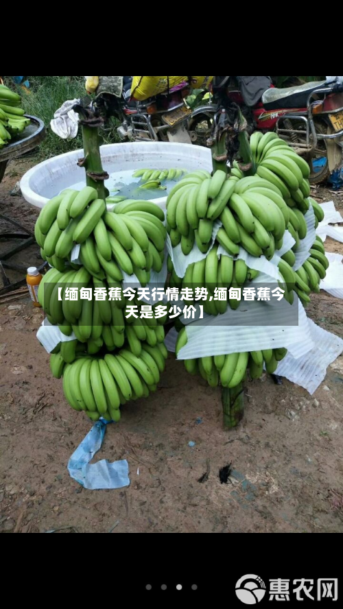 【缅甸香蕉今天行情走势,缅甸香蕉今天是多少价】-第3张图片