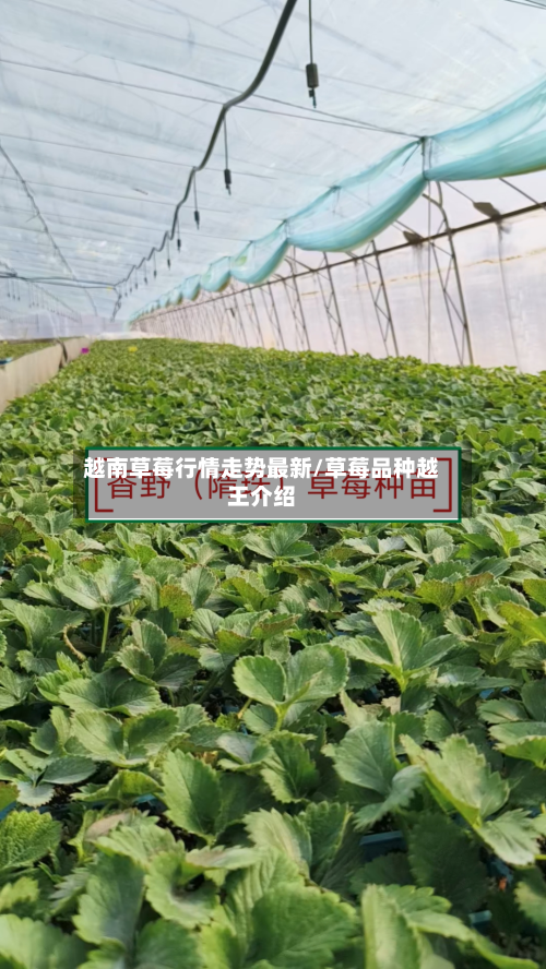 越南草莓行情走势最新/草莓品种越王介绍