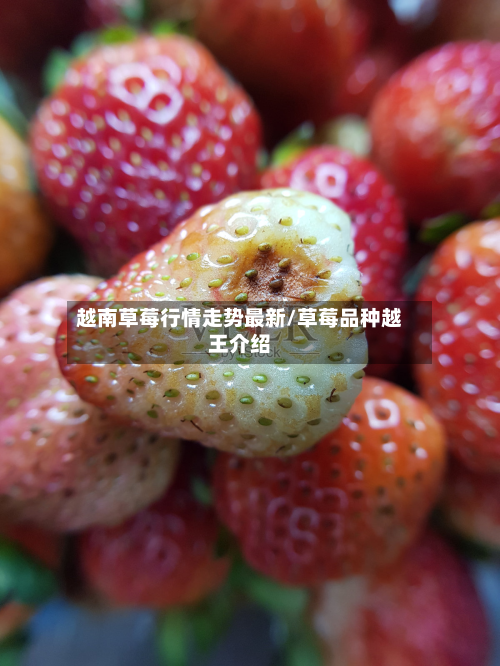 越南草莓行情走势最新/草莓品种越王介绍-第3张图片